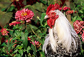 BRD 14 LS0028 01
Portrait Head Shot Of Dorking Rooster