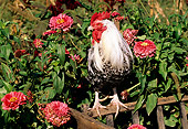 BRD 14 LS0029 01
Dorking Rooster Standing On Wheelbarrow