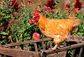 BRD 14 LS0030 01
Buff Orpington Rooster Standing On Manger By Red Flowers