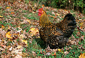 BRD 14 LS0031 01
Profile Of Wyandotte Hen Standing On Grass By Autumn Leaves