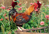 BRD 14 LS0032 01
Welsummer Rooster Standing On Manger By Pink Flowers