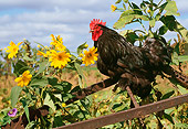 BRD 14 LS0033 01
Cochin Bantam Rooster Standing On Wheelbarrow By Yellow Flowers