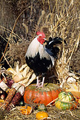 BRD 14 LS0035 01
Colored Dorking Bantam Rooster Standing On Gourd