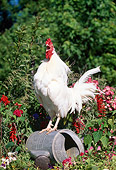 BRD 14 LS0036 01
White Dorking Rooster Standing On Watering Can In Garden Crowing
