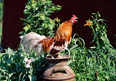 BRD 14 LS0037 01
Red Pyle Cubalaya Rooster Standing On Can In Garden Crowing