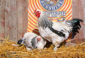 BRD 14 LS0038 01
Light Brahma Hen And Rooster On Straw By Wooden Barn
