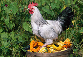 BRD 14 LS0040 01
Delaware Rooster Standing On Gourds In Wooden Bucket