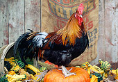 BRD 14 LS0041 01
Red Dorking Rooster Standing On Pumpkin By Barn
