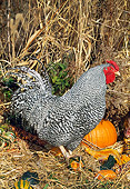 BRD 14 LS0042 01
Barred Plymouth Rock Rooster Standing On Gourds And Straw