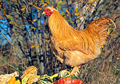 BRD 14 LS0043 01
Buff Chantecler Rooster Standing On Gourds