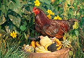 BRD 14 LS0044 01
Buckeye Rooster Standing On Gourds In Wooden Bucket On Grass By Yellow Flowers
