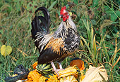BRD 14 LS0045 01
Mixed Breed Rooster Standing On Gourds In Grass