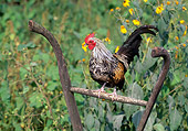 BRD 14 LS0047 01
Mixed Breed Rooster Standing On Plow Handle By Yellow Flowers