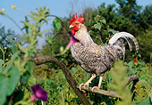 BRD 14 LS0048 01
Mixed Breed Rooster Standing On Plow Handle By Purple Flowers