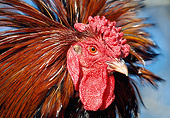 BRD 14 LS0050 01
Head Shot Of Wyandotte Rooster