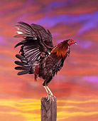 BRD 14 RK0006 03
Profile Shot Of Rooster Standing On Pole  Sunset