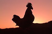 BRD 14 RK0026 03
Profile Silhouette Shot Of Game Rooster Sunset