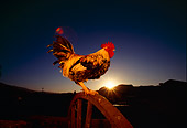 BRD 14 RK0029 01
Profile Shot Of Game Rooster Standing On Wheel Sunset Background