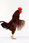 BRD 14 RK0041 01
Rhode Island Red Rooster On White Seamless Beak Open