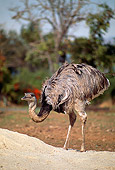 BRD 15 RK0005 01
Rhea On Sand