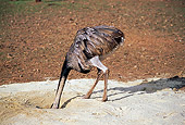 BRD 15 RK0008 06
Rhea Looking For Food In Sand Hole