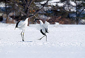 BRD 16 GL0001 01
Red-Crowned Cranes Standing In Snow