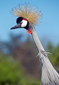 BRD 16 GL0002 01
Head Shot Of Black Crowned Crane