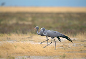 BRD 16 GL0004 01
Two Blue Cranes Walking Through Savanna In Namibia