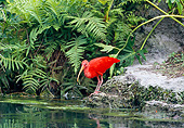BRD 16 GL0005 01
Scarlet Ibis Standing On Rock At Edge Of Pond