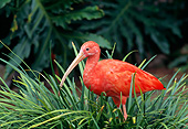 BRD 16 GL0006 01
Scarlet Ibis Standing In Grass