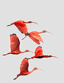BRD 16 JE0001 01
Scarlet Ibis Flying Studio