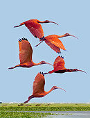 BRD 16 JE0002 01
Scarlet Ibis Flying Over Pond