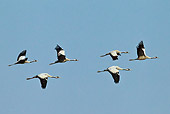 BRD 16 KH0004 01
Flock Of Common Cranes In Flight France