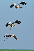 BRD 16 KH0005 01
Three Common Cranes In Flight France