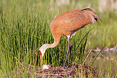 BRD 16 LS0003 01
Greater Sandhill Crane Rolling Eggs On Nest