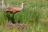 BRD 16 LS0004 01
Greater Sandhill Crane Standing By Nest