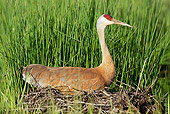 BRD 16 LS0005 01
Greater Sandhill Crane Sitting On Nest
