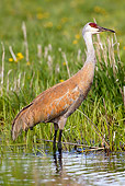 BRD 16 LS0006 01
Greater Sandhill Crane Standing In Shallow Water By Nest