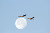 BRD 16 LS0007 01
Sandhill Cranes Flying Past Moon On Migration Stop Indiana
