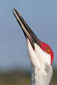 BRD 16 LS0008 01
Head Shot Of Florida Sandhill Crane Bugling Florida