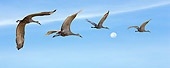 BRD 16 MB0001 01
Sandhill Cranes Flying In Blue Sky