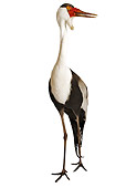 BRD 16 MH0001 01
Wattled Crane Standing In Studio