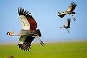 BRD 16 MH0002 01
Crowned Cranes Flying