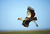 BRD 16 MH0003 01
Crowned Crane Flying
