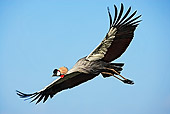 BRD 16 MH0004 01
Crowned Crane Flying