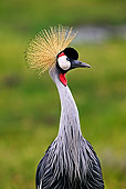 BRD 16 MH0005 01
Close Up Of Crowned Crane