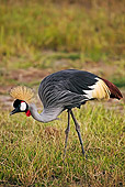 BRD 16 MH0006 01
Crowned Crane Feeding In Wetlands