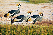 BRD 16 MH0007 01
Group OF Crowned Cranes Walking In Field