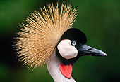 BRD 16 MH0008 01
Head Shot Of Crowned Crane Profile