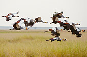 BRD 16 NE0004 01
Flock Of Gray Crowned Cranes Flying Over Amboseli National Park, Kenya